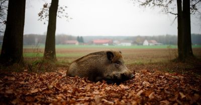 W okolicy Kurek wykryto ASF u padłego dzika